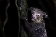 1_Madagaskar-Fingertier