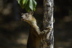 1_Madagaskar-Fossa