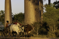 1_Madagaskar-Gespann-mit-Baobab