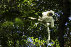 1_Madagaskar-Larfensifaka