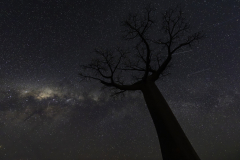 1_Madagaskar-Milchstrasse-Baobab
