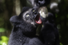 1_Madagaskar-Mohrenmaki