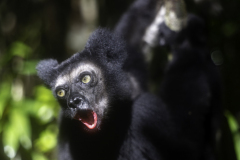 1_Madagaskar-Mohrenmaki2