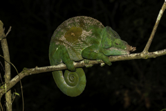 1_Madagaskar-Riesen-Chamaeleon