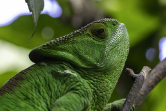 1_Madagaskar-Riesenchamaeleon