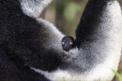 1_Madagaskar-Schwarzkopfmaki-mit-Baby