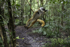 1_Madagaskar-Sifaka