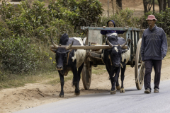 2_Madagaskar-Zebu-Gespann