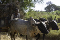 3_Madagaskar-Zebu-Gespann