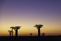 Madagaskar-Baobab-Abendrot