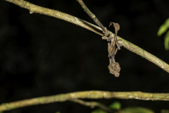 Madagaskar-Blattschwanzgecko