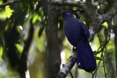 Madagaskar-Blauseidenkuckuck