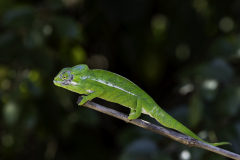 Madagaskar-Chamaeleon-3