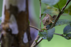 Madagaskar-Chamaeleon-4