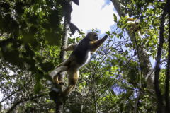 Madagaskar-Diademsifaka-1