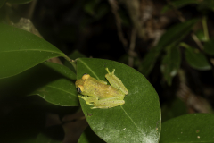 Madagaskar-Frosch