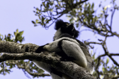 Madagaskar-Indri-2