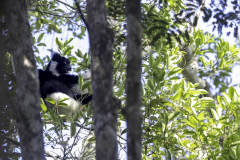 Madagaskar-Indri