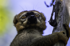 Madagaskar-Maki