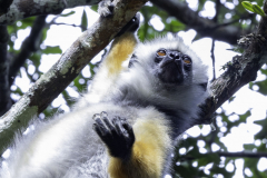 Madagaskar-Sifaka-3