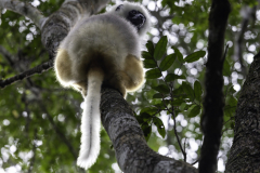 Madagaskar-Sifaka2