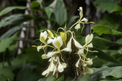 Madagaskar-Vanille