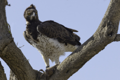 Adler_5TB1345