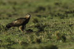 Adler_5TB3242