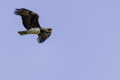 Adler_5TB8641