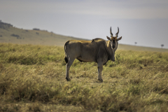 Eland_6TB1090