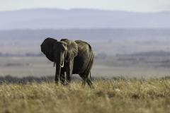 Elefant_5TB0982