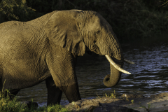 Elefant_5TB7585