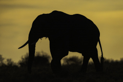 Elefant_5TB9842