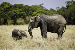 Elefant_6TB9592