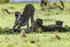 Gepard_5TB1705