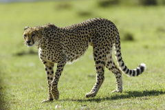 Gepard_5TB1728