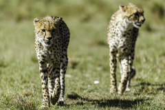 Gepard_5TB1929