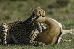 Gepard_5TB2206