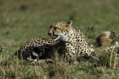 Gepard_5TB2262