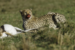 Gepard_5TB2473