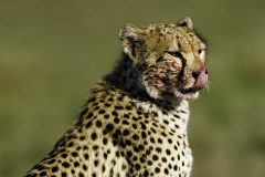 Gepard_5TB2872