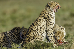 Gepard_5TB2874