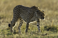 Gepard_5TB6117