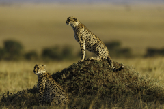 Gepard_5TB6169