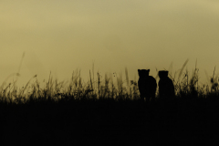 Gepard_5TB6883