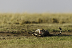 Gepard_5TB7816