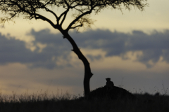 Gepard_6TB9905