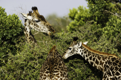 Giraffe_5TB7884