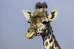 Giraffe_5TB7935