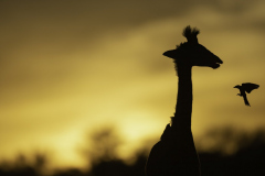 Giraffe_5TB9871